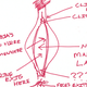 Image for article titled Can You Draw an Anatomically Correct Penis? An Experiment